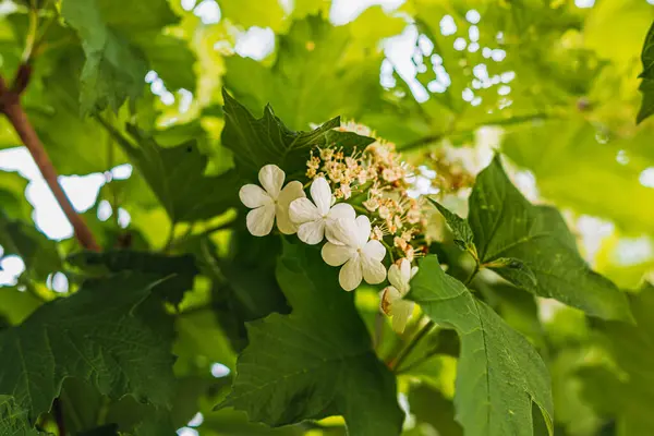 Bahçede büyüyen çiçekli viburnum çalısı Yüksek kaliteli fotoğraf