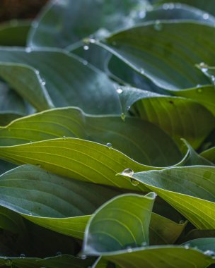 Çiçekler, Bitkiler ve Kozalaklı Ağaç Özeti Yüksek Kaliteli Fotoğraf