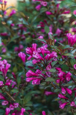 Çiçekler, Bitkiler ve Kozalaklı Ağaç Özeti Yüksek Kaliteli Fotoğraf
