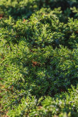 Parktaki çeşitli kozalakların, ağaçların ve çalıların peyzajı. Fotoğraf yüksek kalite.