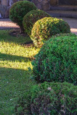 Çalılar, ara sokaklarda yeşil yapraklı bir top şeklinde budanmış. Yüksek kalite fotoğraf