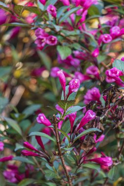 Çiçekler, Bitkiler ve Kozalaklı Ağaç Özeti Yüksek Kaliteli Fotoğraf