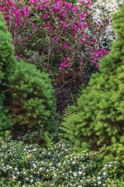 Parktaki çeşitli kozalakların, ağaçların ve çalıların peyzajı. Fotoğraf yüksek kalite.