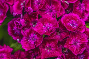 Çiçekli Mor Türk karanfilleri yaklaşıyor. Dianthus barbatus. Bahçe bitkileri. Yüksek kaliteli fotoğraf.