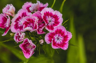 Çiçekli Mor Türk karanfilleri yaklaşıyor. Dianthus barbatus. Bahçe bitkileri. Yüksek kaliteli fotoğraf.