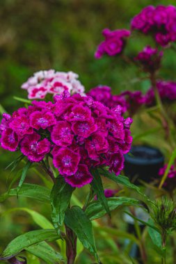 Çiçekli Mor Türk karanfilleri yaklaşıyor. Dianthus barbatus. Bahçe bitkileri. Yüksek kaliteli fotoğraf.