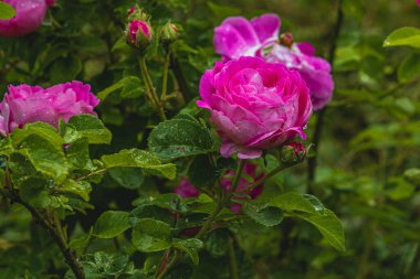 Arka planda pembe şakayıklar açan pembe şakayıklar. Şakayık bahçesi. Yüksek kalite fotoğraf