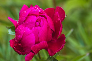 Pembe gül ve çiğ damlaları sabah erken saatlerde bahçede yüksek kaliteli fotoğraf