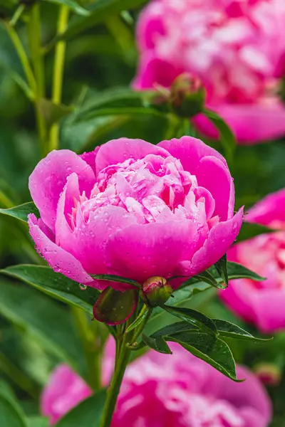 Arka planda pembe şakayıklar açan pembe şakayıklar. Şakayık bahçesi. Yüksek kalite fotoğraf