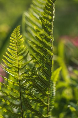 Genç bir eğreltiotunun yeşil yaprakları ilkbaharda ve sabahın erken saatlerinde parlak güneşin altında Yüksek kaliteli fotoğraf
