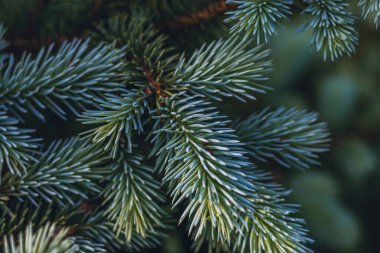 Noel ağacının arka planında Noel kartı var. Yüksek kaliteli fotoğraf.