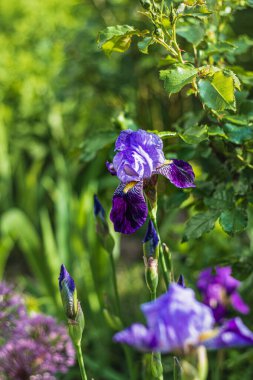 İlkbaharda bahçeye yakın mor zambak çiçeği. Yüksek kaliteli fotoğraf.