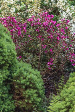 Parktaki çeşitli kozalakların, ağaçların ve çalıların peyzajı. Fotoğraf yüksek kalite.