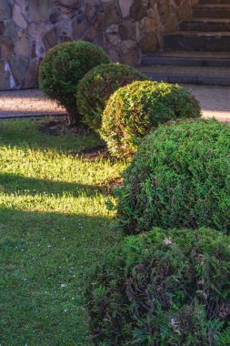 Çalılar, ara sokaklarda yeşil yapraklı bir top şeklinde budanmış. Yüksek kalite fotoğraf