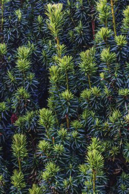 Parktaki çeşitli kozalakların, ağaçların ve çalıların peyzajı. Fotoğraf yüksek kalite.