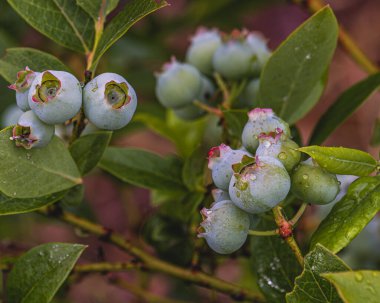 Yüksek kaliteli bir fotoğrafın dallarında olgunlaşmamış yeşil yaban mersini.