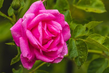 Pembe gül ve çiğ damlaları sabah erken saatlerde bahçede yüksek kaliteli fotoğraf