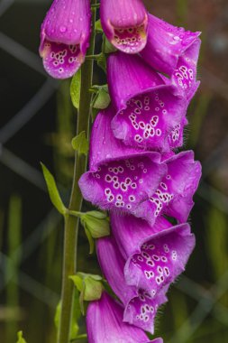 Canlı pembe yüksükotu çiçekleri, makro yakın çekim yüksek kaliteli fotoğraf