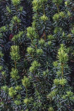 Parktaki çeşitli kozalakların, ağaçların ve çalıların peyzajı. Fotoğraf yüksek kalite.