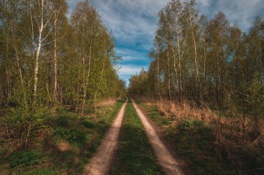 Güzel yeşil yaz ormanı. Bahar arkaplanı, arkaplan Yüksek kaliteli fotoğraf