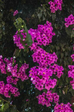 Vrsar Hırvatistan 'ın eski kentinde Adriyatik kıyısında küçük bir sokak.