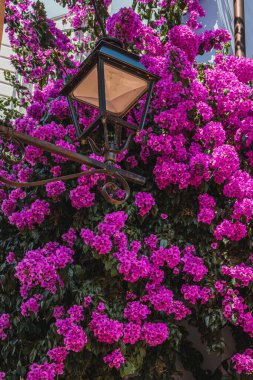 Vrsar Hırvatistan 'ın eski kentinde Adriyatik kıyısında küçük bir sokak.