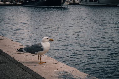 Limandaki yüksek kaliteli fotoğrafta büyük gri bir martı somurtkan bir şekilde iskelenin kenarında duruyor.