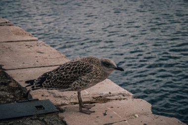 Limandaki yüksek kaliteli fotoğrafta büyük gri bir martı somurtkan bir şekilde iskelenin kenarında duruyor.