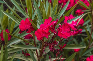 Krk Hırvatistan Bahçede parlak kırmızı çiçekler Yüksek kaliteli fotoğraf