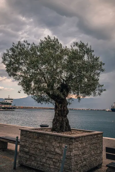 Dağların diğer tarafındaki Rijeka limanında güzel bir zeytin ağacı.