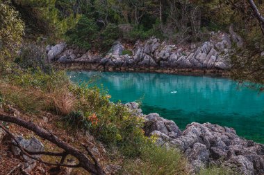 Krk Hırvatistan Kristal berrak suyla çam ağaçları arasında sessiz bir koy Yüksek kaliteli fotoğraf