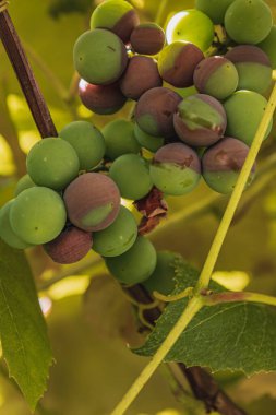 Çürümüş böğürtlenlerle olgunlaşmış üzümler bir demet şarap üzümü, küflü üzümler, Botrytis High kalitesinde fotoğraf..
