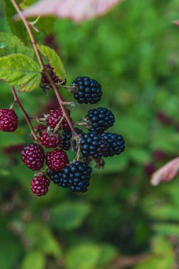 Yazın bahçedeki olgun organik böğürtlen dalına yakın. Yüksek kaliteli fotoğraf..