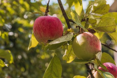 Elma ağacının dallarında olgunlaşmış elmalar ve üzerinde güneş ışığı var.