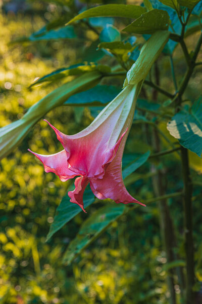 Brugmansia, Angels trumpet, pink stramonium at garden close up High quality photo.