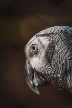 Afrika Gri Papağanı A Psittacus Erithacus Papago Parkı 'nın güzel bir hayvan portresi Hırvatistan