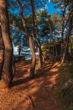 Krk. Gün doğumunda koşmak için bir orman yolu. Yüksek kaliteli fotoğraf.