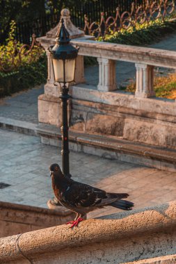 Budapeşte Kalesi 'ndeki balıkçı kalesinin merdivenlerinde bir güvercin oturuyor.