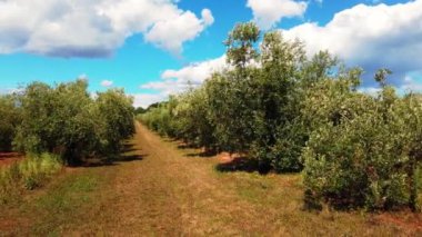 Deniz kenarında güneşli bir günde yeşil zeytinli bir zeytin bahçesi. Yüksek kalite 4k görüntü