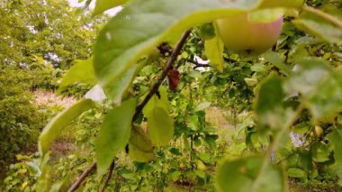 Bulutlu bir günde dallarda tatlı kırmızı elmalar. Yüksek kalite 4k görüntü