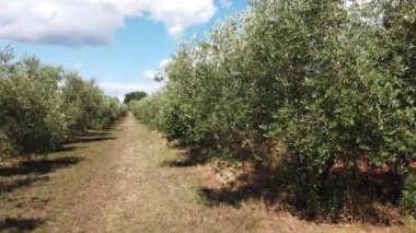 Deniz kenarında güneşli bir günde yeşil zeytinli bir zeytin bahçesi. Yüksek kalite 4k görüntü