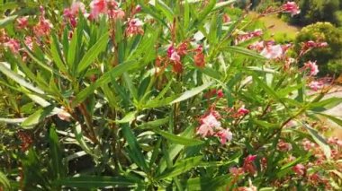 Vrsar şehrinin ve denizin havadan panoramik görüntüsü. Yüksek kalite 4k görüntü