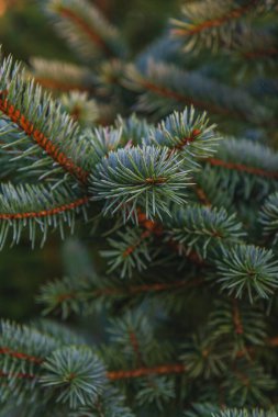 Noel kartı için mavi bir Noel ağacının arka planı. Yüksek kaliteli fotoğraf.