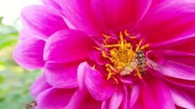 Parlak pembe bir çiçek güzel açar, vızıldayan arıları çeker ve doğanın güzelliğini gözler önüne serer.