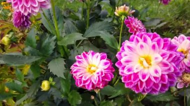 Pembe ve beyaz renklerle çarpıcı ve çarpıcı yıldız çiçekleri güzel bir bahçe ortamında sergileniyor.