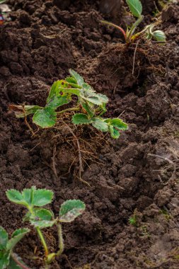 Eldivenli eller toprağa bir çilek filizi eker, yabani otlar, fidanlar, dacha, çiftçilik.