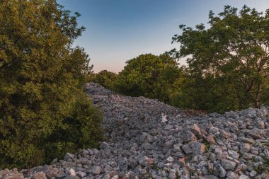 Krk adasında yüzyıllık zeytinlikler Punat Lisesi 'nin kaliteli fotoğraflarına gidiyor..