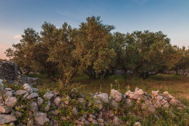 Krk adasında yüzyıllık zeytinlikler Punat Lisesi 'nin kaliteli fotoğraflarına gidiyor..