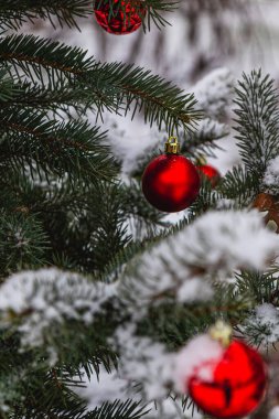 Noel ağacı canlı kırmızı süsler ve yumuşak bir kar tabakası ile süslenir..