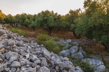 Krk adasında yüzyıllık zeytinlikler Punat Lisesi 'nin kaliteli fotoğraflarına gidiyor..